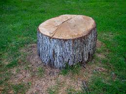 Reliable Moultrie, GA Tree Services Solutions