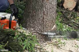 How Our Tree Care Process Works  in  Moultrie, GA